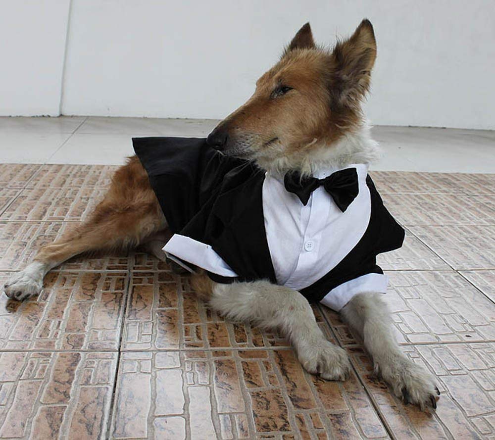 The Top 6 Tips For Choosing The Perfect Dog Wedding Outfit